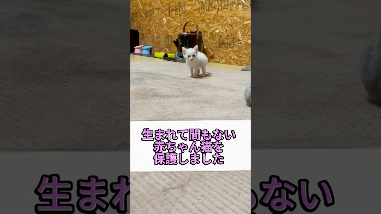 初めて人間と触れ合う保護子猫  アナザーストーリー7月1日20時公開予定！！#shorts  #保護子猫 #保護猫 #子ネコ #保護子猫 #里親 #野良 #猫のいる暮らし