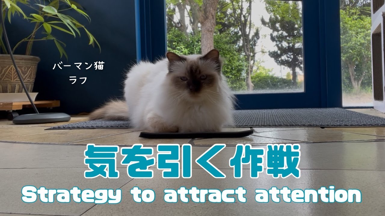 バーマン猫ラフとウリとガブ【気を引く作戦】Strategy to attract attention（バーマン猫）Birman/Cat
