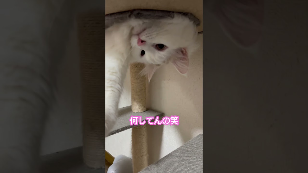落ち着きのない猫 #ネコ #cat #ラガマフィン #多頭飼い #猫のいる暮らし  #落ち着きないねこ