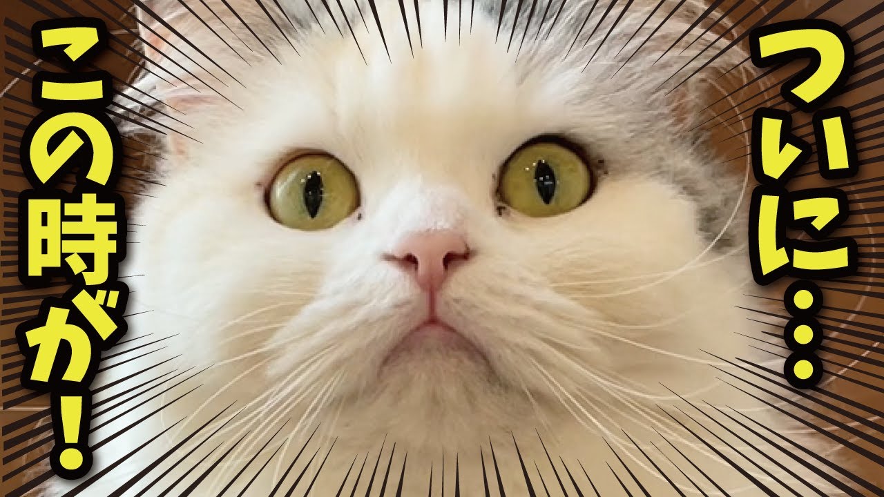 チャンネル開設以来ついにこの時がやってきました…！！！！！【関西弁でしゃべる猫】【猫アテレコ】