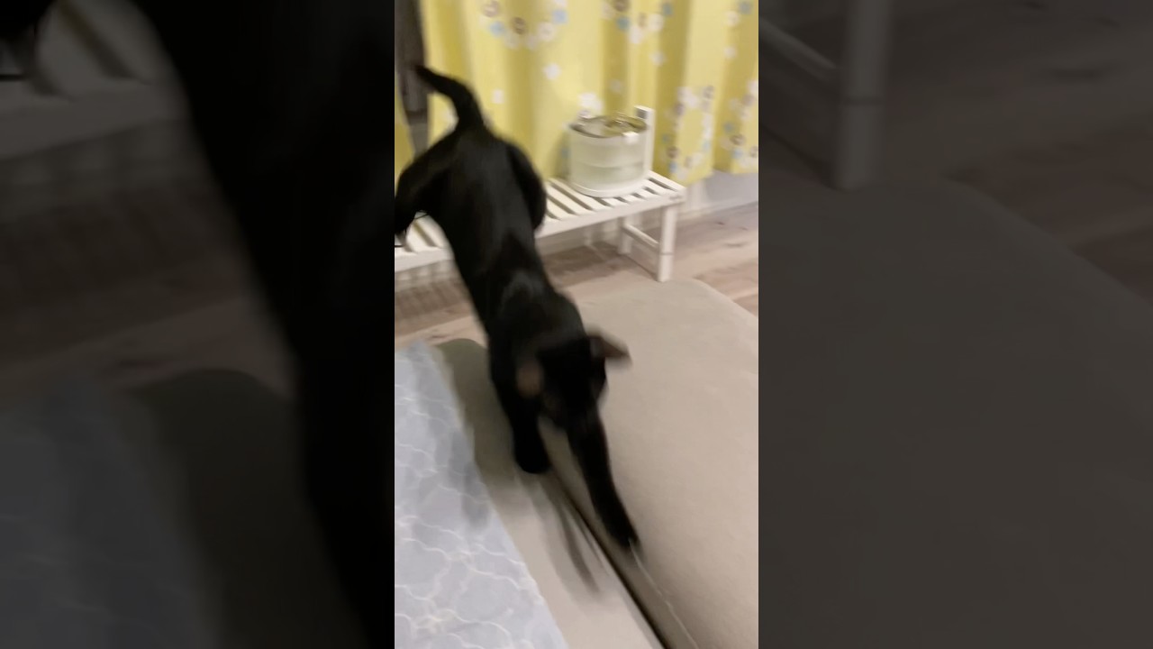 飛びかかる子猫　#黒猫 #shark #jaws #film #cat #好きな子猫 #ボンベイ #猫のいる暮らし #猫のいる生活 #ねこ #猫