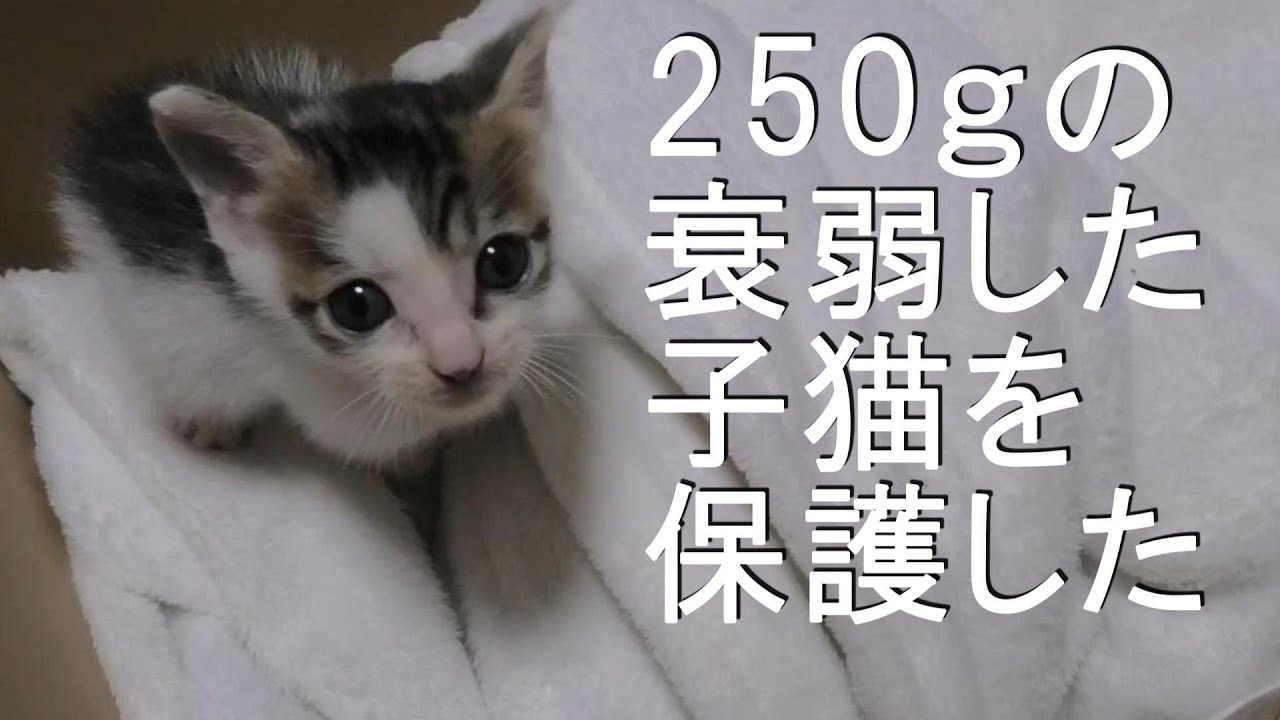 【まとめ】250ｇの衰弱した子猫を保護した【前編】