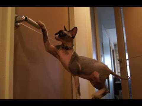猫 ネコ画像 世界の猫！「コーニッシュレックス」(Cute Funny Crazy Cats Compilation)