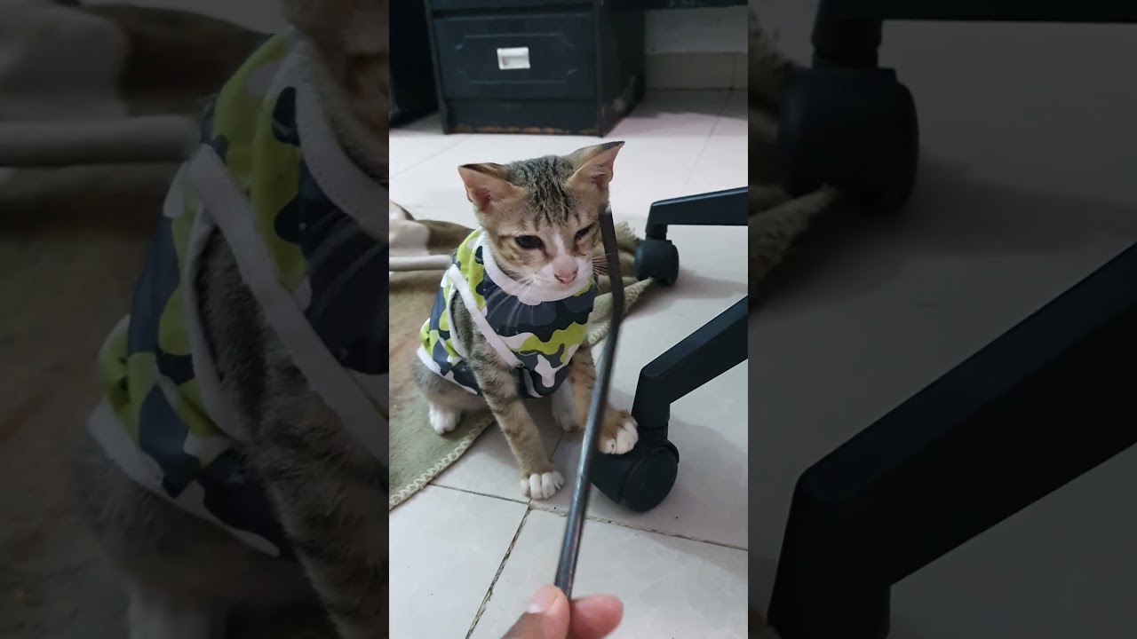 #アンパンマン #cat #しなこ #kitten