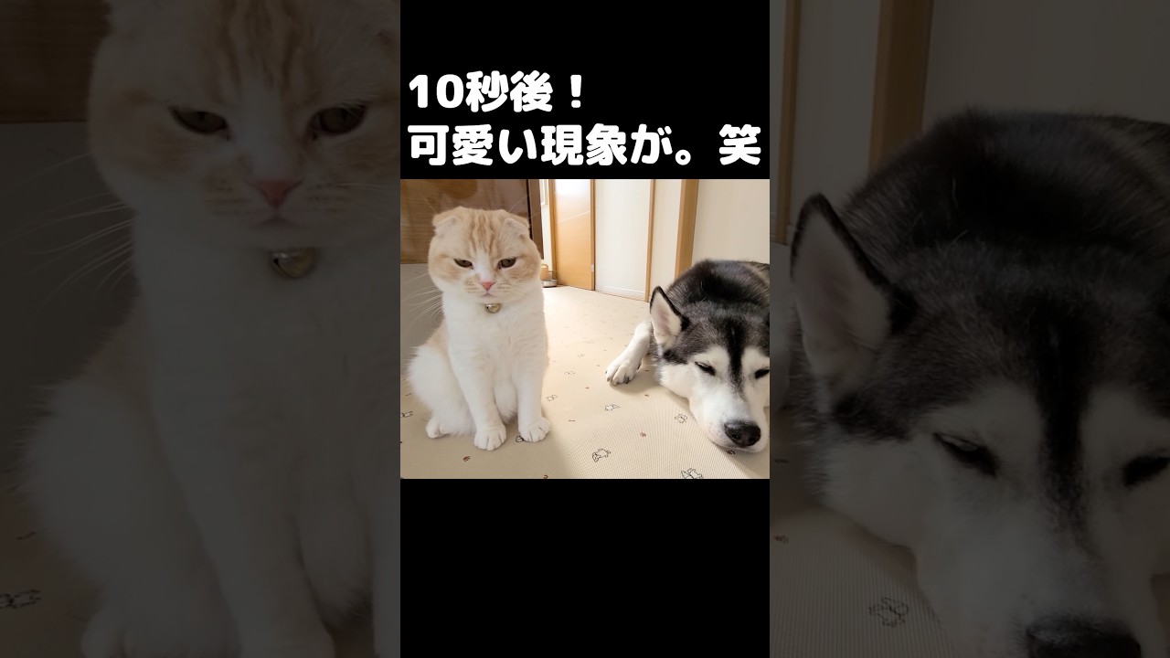 10秒後可愛い現象が...笑#犬と猫 #shorts