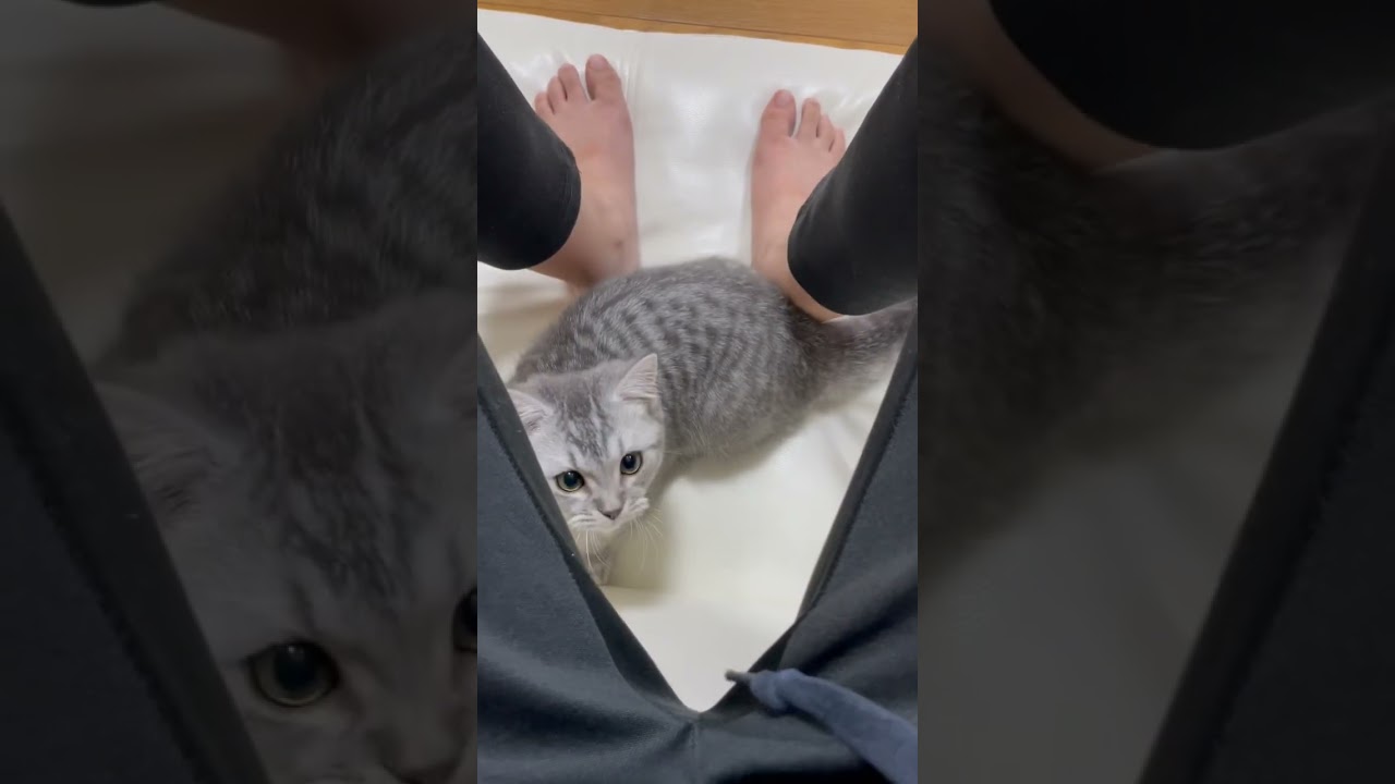 子猫と戯れてみた #shorts #猫 #マンチカン #cat #kitty #official髭男dism #ミックスナッツ #spyxfamily