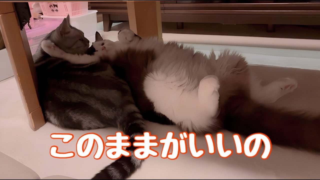 【でぶ猫】先住猫に遊んで欲しいが動きたくはないズボラなラグドール😈