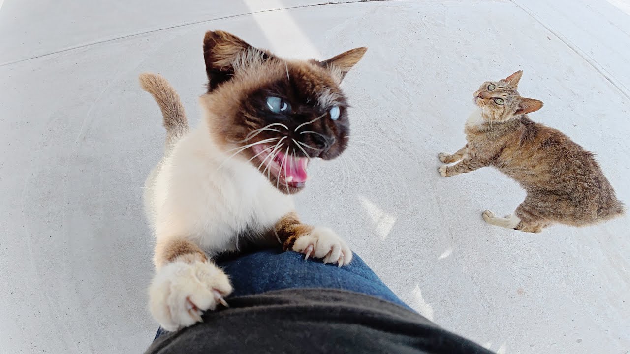 顔が真っ黒なシャム猫が大きな声で仲間を呼んでマイクの強奪を企てる