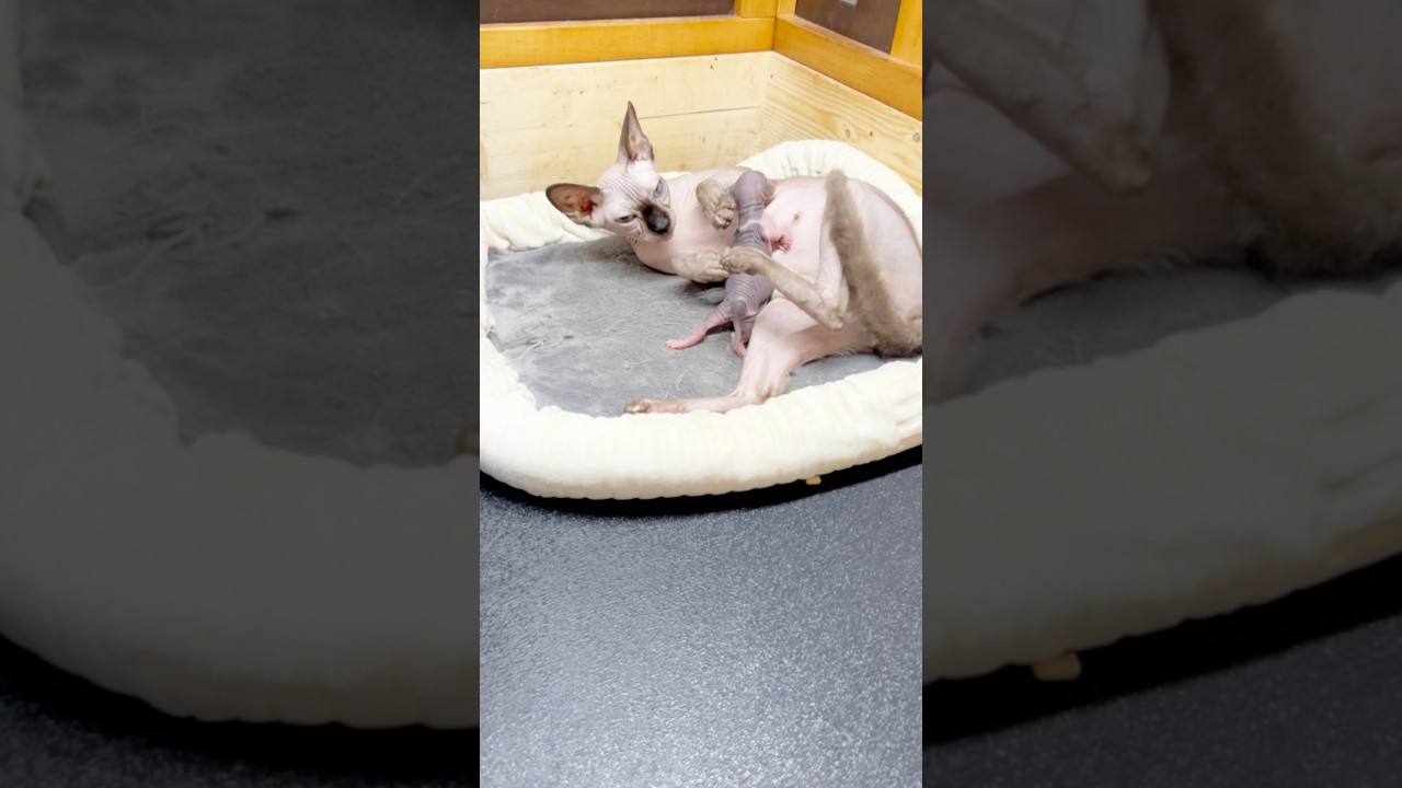 スフィンクスベビー誕生しました♡#shorts #スフィンクス #スフィンクス猫 #sphynx #猫のいる暮らし #猫動画#スフィンクス子猫