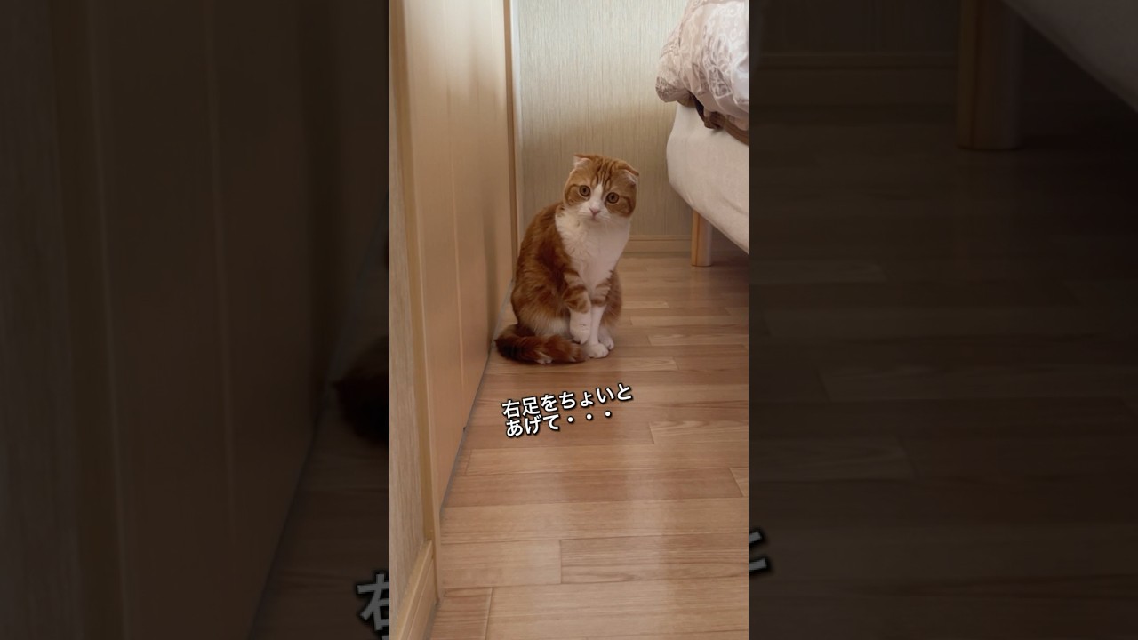 すみっこでじっと見つめる #こいも #スコティッシュフォールド #スコティッシュホールド #猫 #ねこ #ネコ #cute #猫のいる暮らし #猫のいる生活 #shorts #かわいい #cat