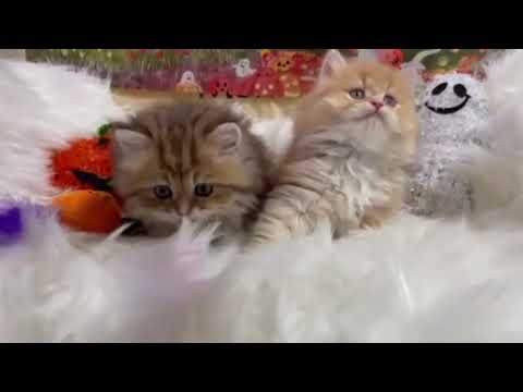 マンチカン ♡長足ちゃん♡　ゴールデン（セミロング〜ロング）