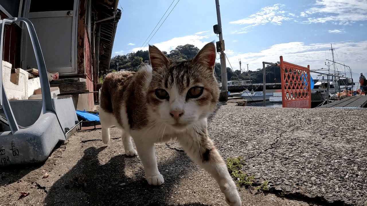 青島　待ってましたと言わんばかりに桟橋で待ち構えてたキジ白猫に、有無を言わせぬ勢いで餌場へと案内されました