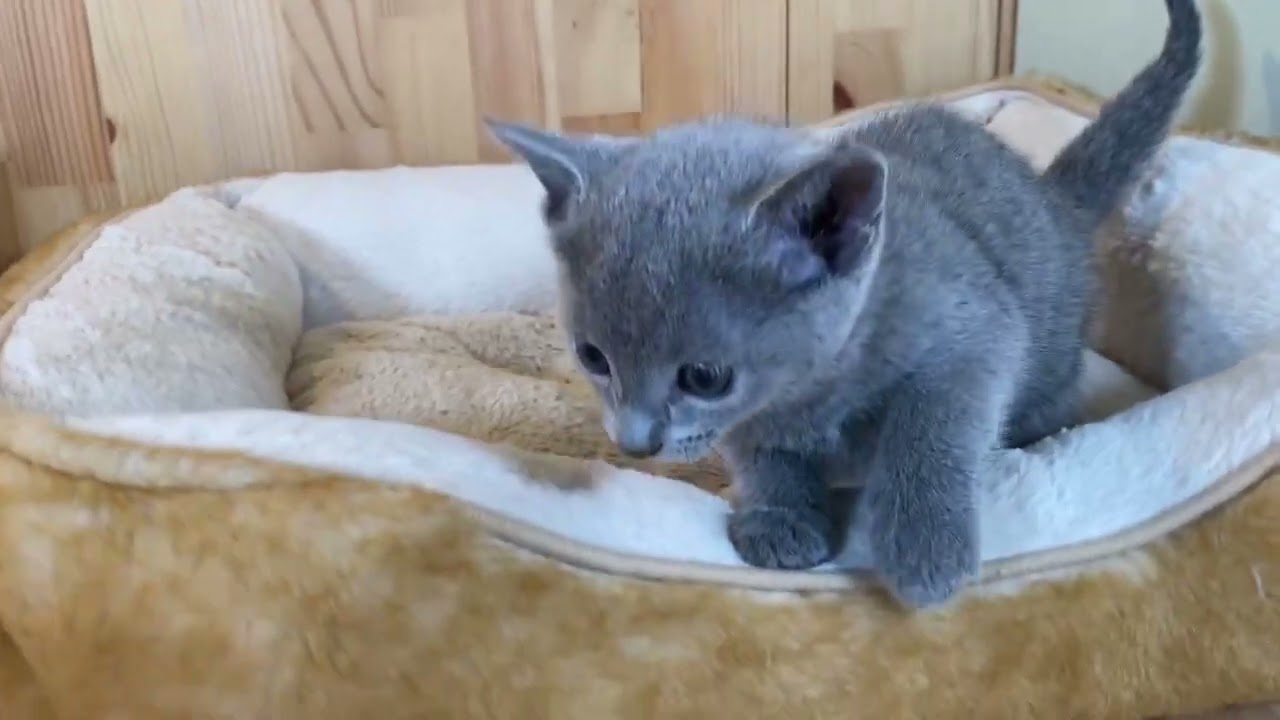 ロシアンブルー 可愛く甘えん坊なイケメンくんです♡　毛色：ブルー