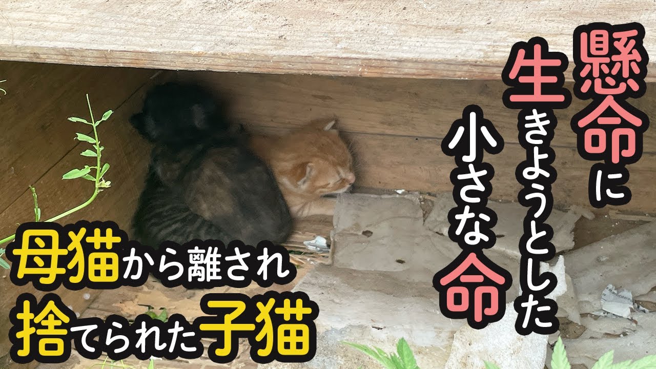 【子猫保護】母猫から離され木箱に捨てられた子猫…小さな命の記録