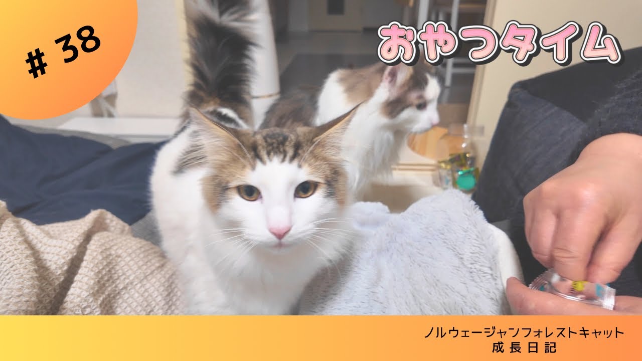 【子猫Vlog】生後8か月 #ノルウェージャンフォレストキャット #kitten