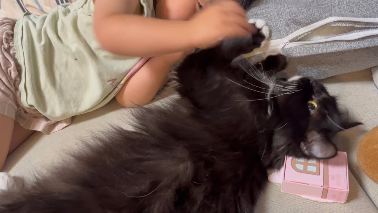 撫でるのを止めると催促する猫　ラガマフィン