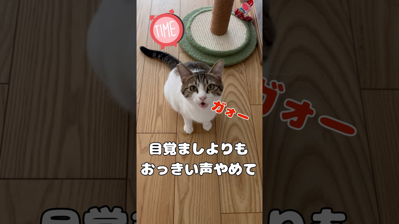 【保護猫】起こしても全然起きない猫