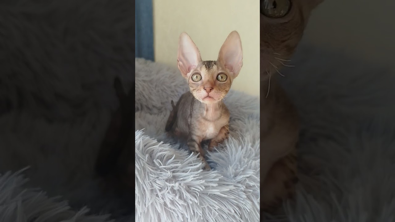 Ivy — Sweet Cornish Rex Kitty in a Rich Chocolate Coat