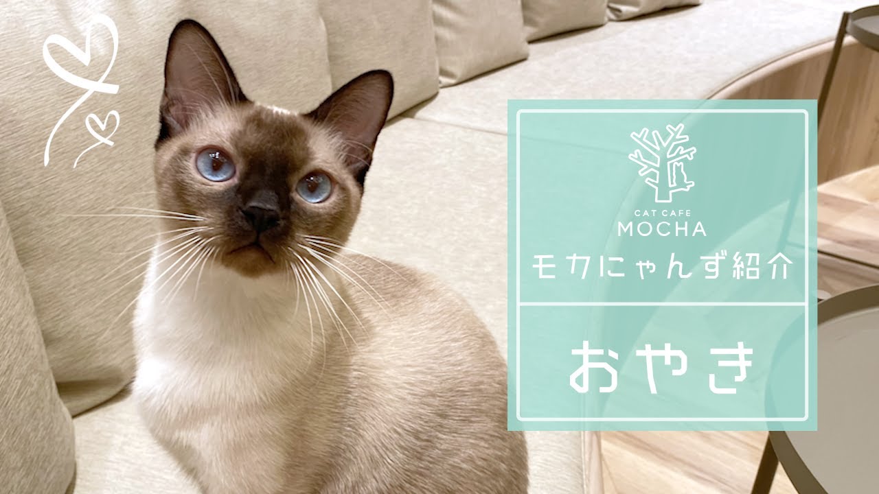 おやき（トンキニーズ♂）羽生店