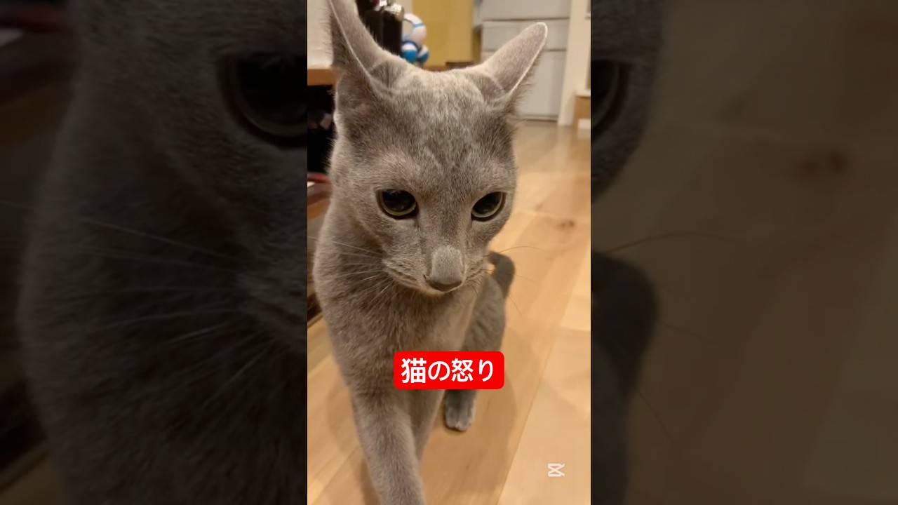 猫の怒り#ロシアンブルー #猫 #cat