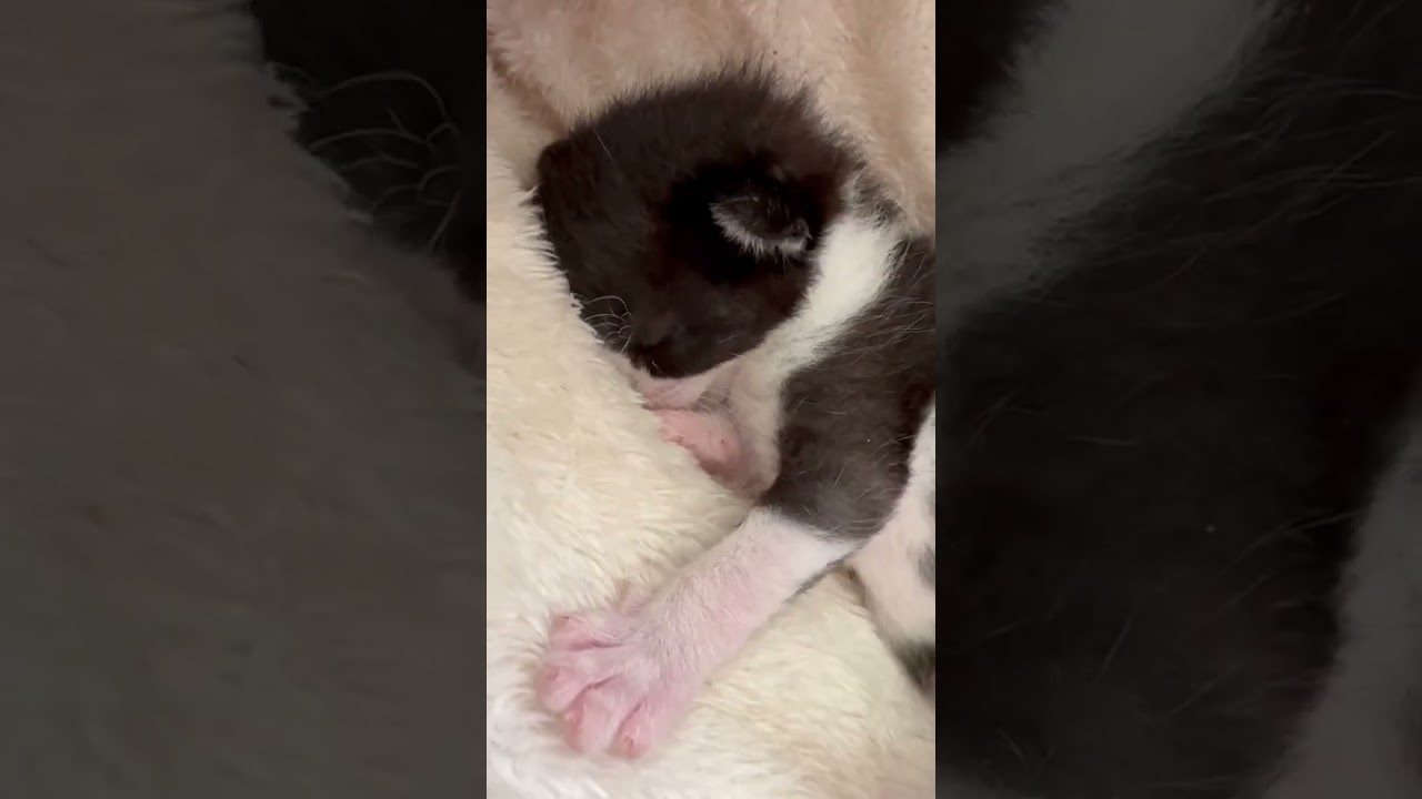 (Day2) カラスにやられて唯一に生き残った子猫を保護した。 까마귀에게 공격당해 유일하게 살아남은 아기 고양이를 보호했다. #子猫 #野良猫 #고양이 #babycat