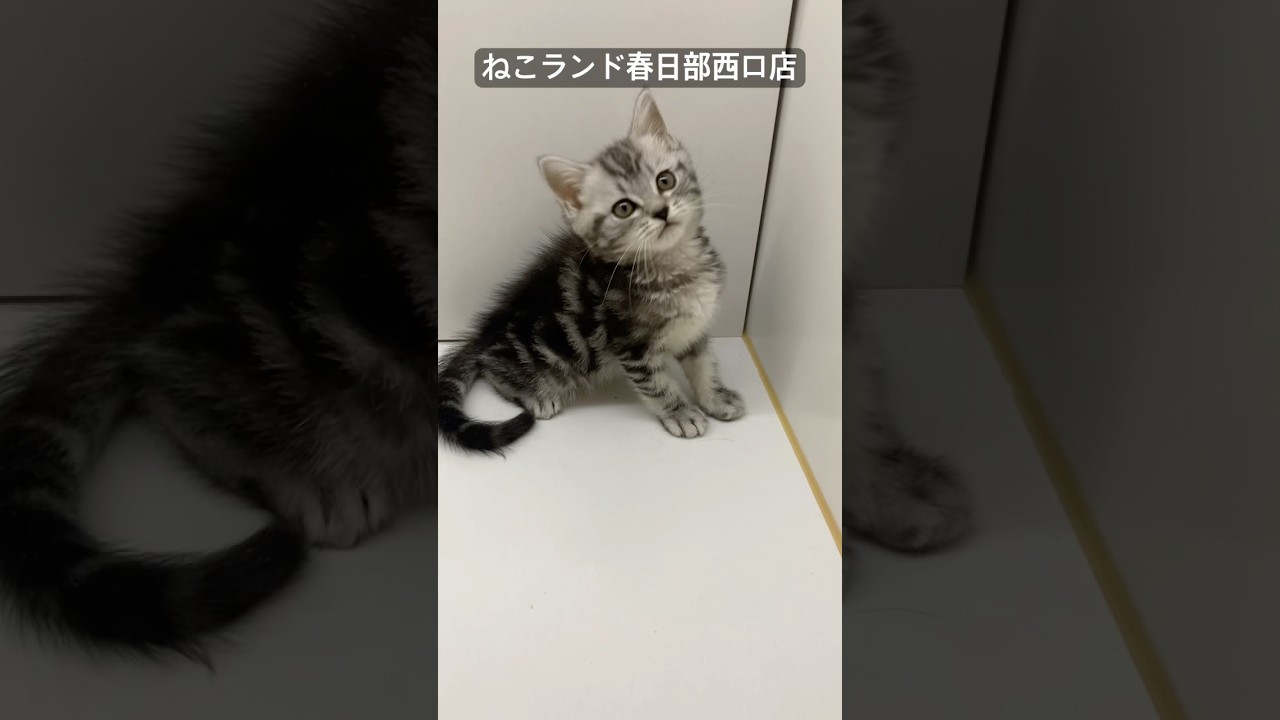 【子猫販売】#アメリカンショートヘア #アメショー #里親募集 #ねこランド #春日部