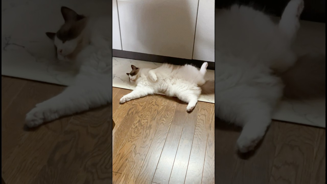 やる気マンマン？　#猫  #cat  #ラグドール