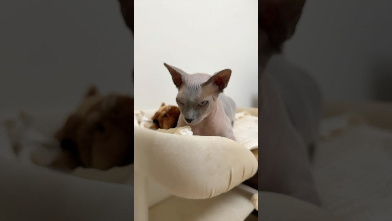 うとうとする毛のない猫【スフィンクス】