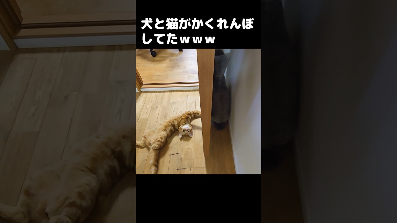 犬と子猫がかくれんぼしてた結果可愛い現象が...笑#shorts