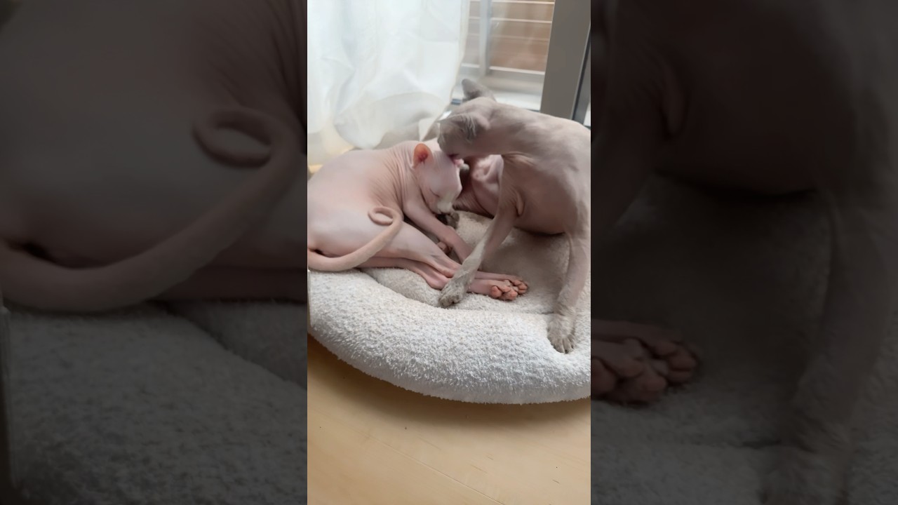 いつも一緒の毛のない猫たちがエモい【スフィンクス】