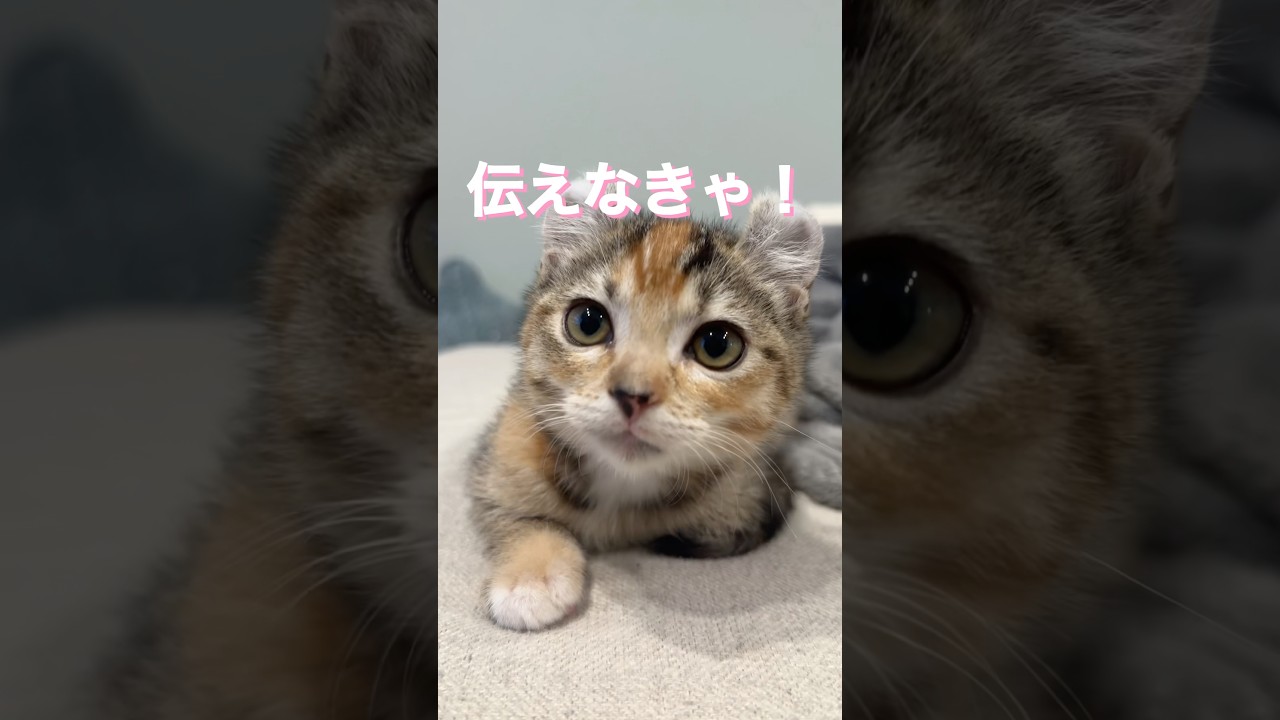 【えっほえっほ】今日のりんちゃん#cat #アメリカンカール #子猫 #かわいい #癒し #shorts