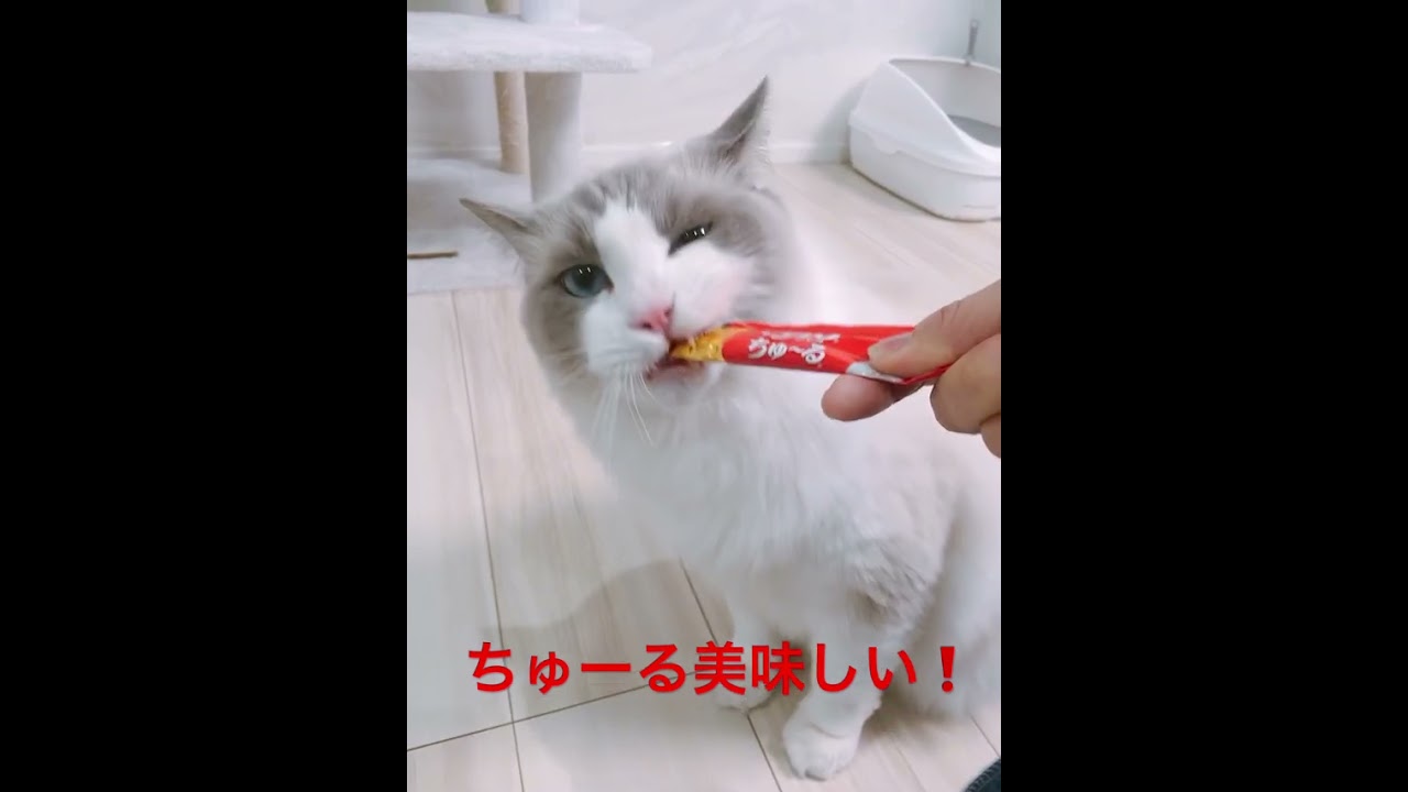 ちゅーるが好き過ぎるラグドールマルちゃん　#ラグドール　#ちゅーる  #チュール  #cat  #ragdoll #animals #pets #癒し #可愛い