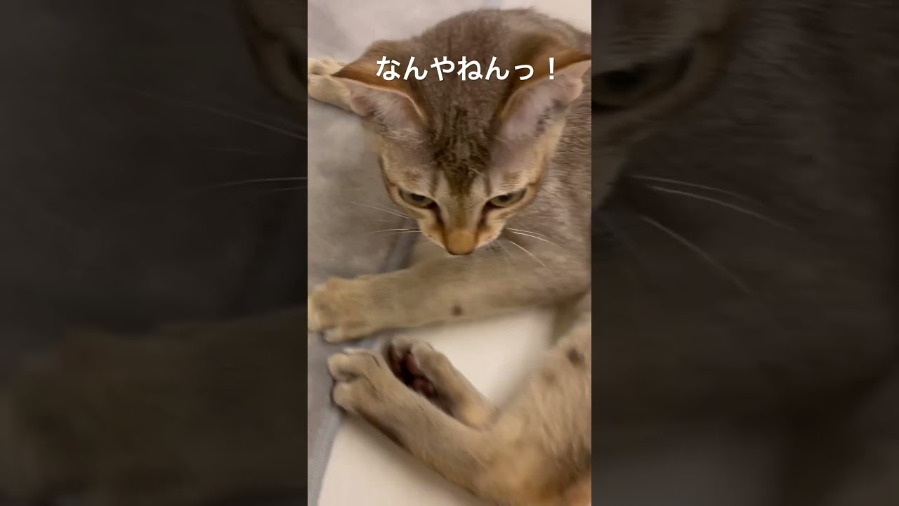 【シンガプーラ】邪魔してごめんなさい　#shorts #猫 #シンガプーラ