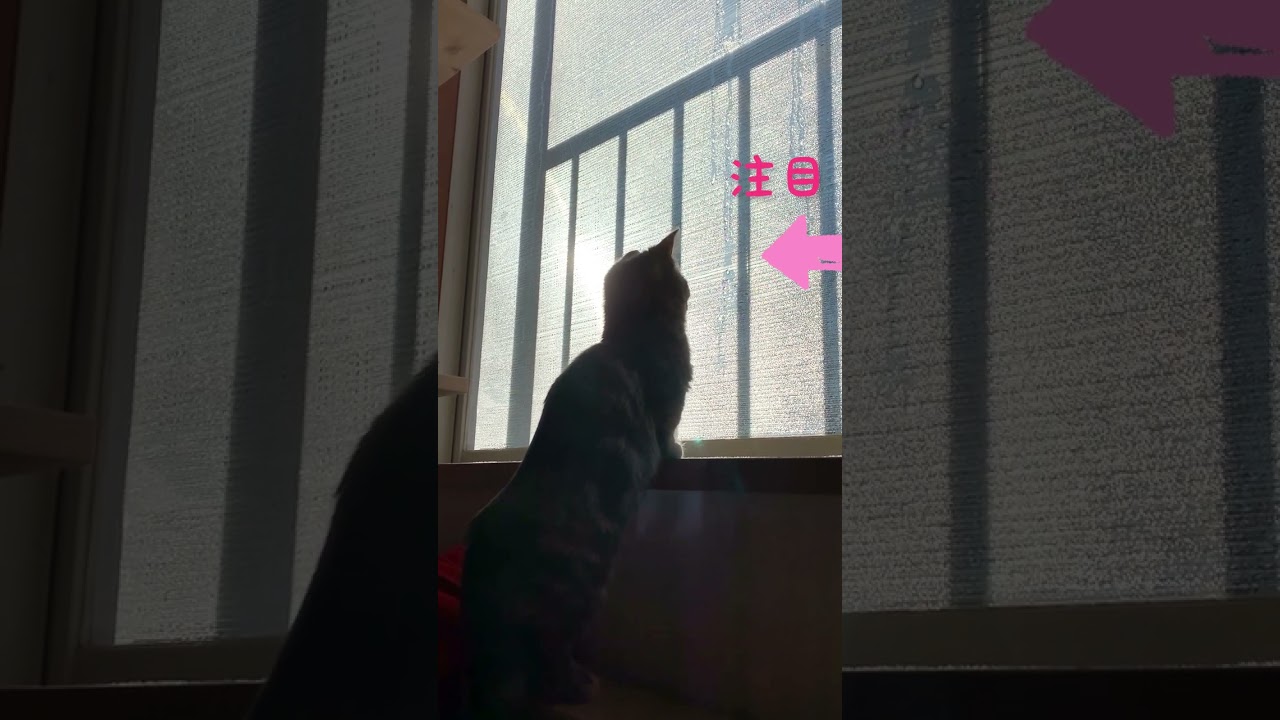 水と戯れるマンチカンがかわいすぎた