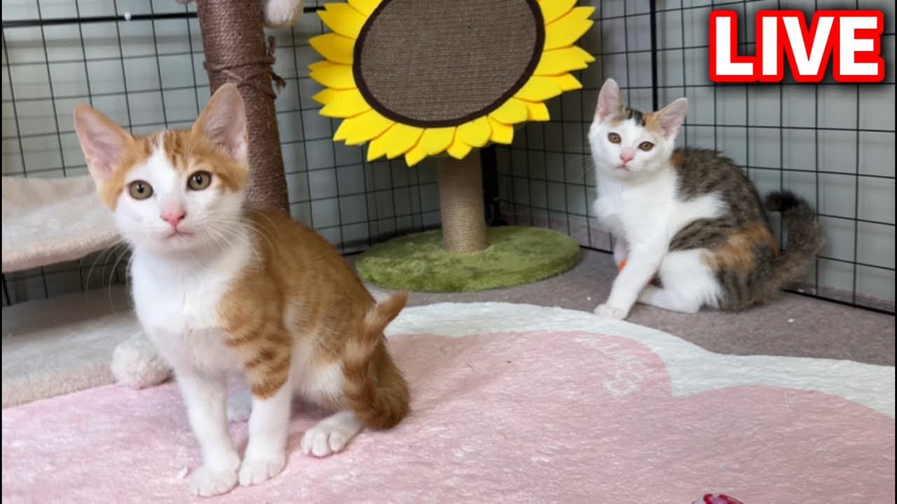 子猫の『桜』譲渡前夜お別れ生配信🌟