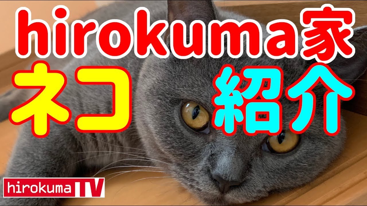 【猫動画】hirokuma家のネコ紹介#3（ブリティッシュショートヘア）Here are my cats.A very cute cat.