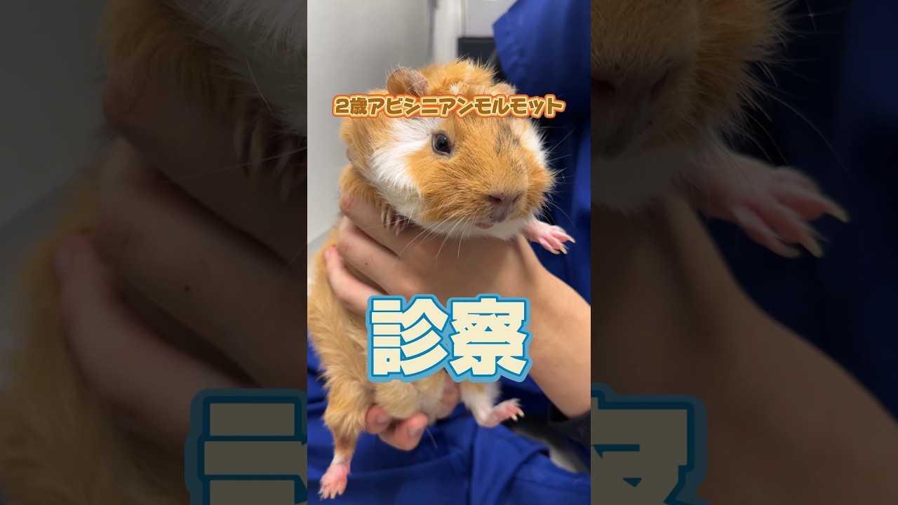 鼻血が止まらないアビシニアンモルモットが動物病院にやって来た！
