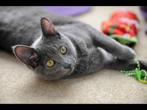 かわいい仔猫　コラット のおもしろいお話　Funny story of cute kitten Korat