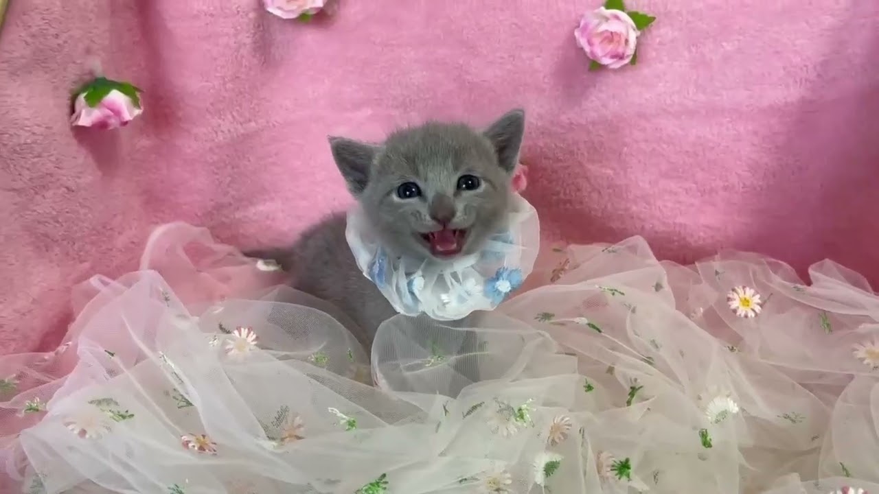 ロシアンブルー 【生後8ヶ月まで生命保証付き！】ブルーの男の子★（ブルーリボンちゃん）【お土産付き】