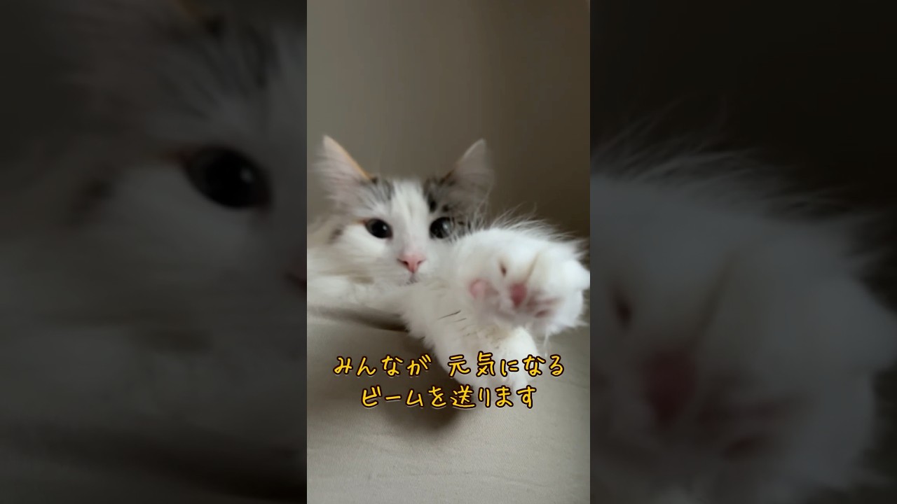 癒しねこ メインクーンが元気がでるビーム送ります