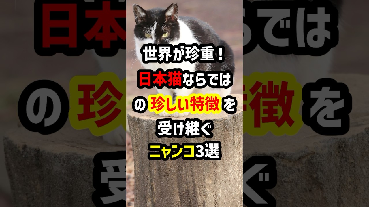 世界が珍重！日本猫ならではの"珍しい特徴"を受け継ぐニャンコ3選　#海外の反応