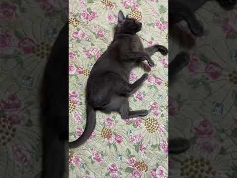 Cat plays with the feathery toy #shorts