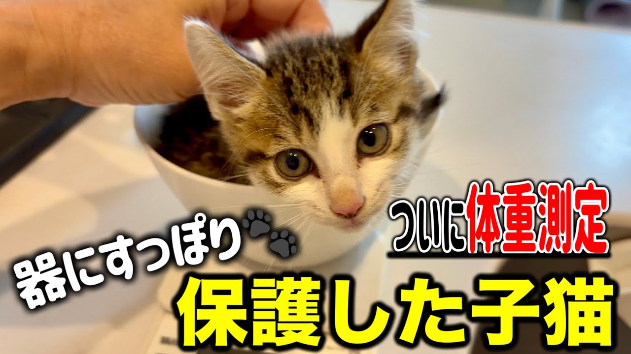 保護した子猫の体重を測ろうとしたら器にすっぽりでびっくり！？