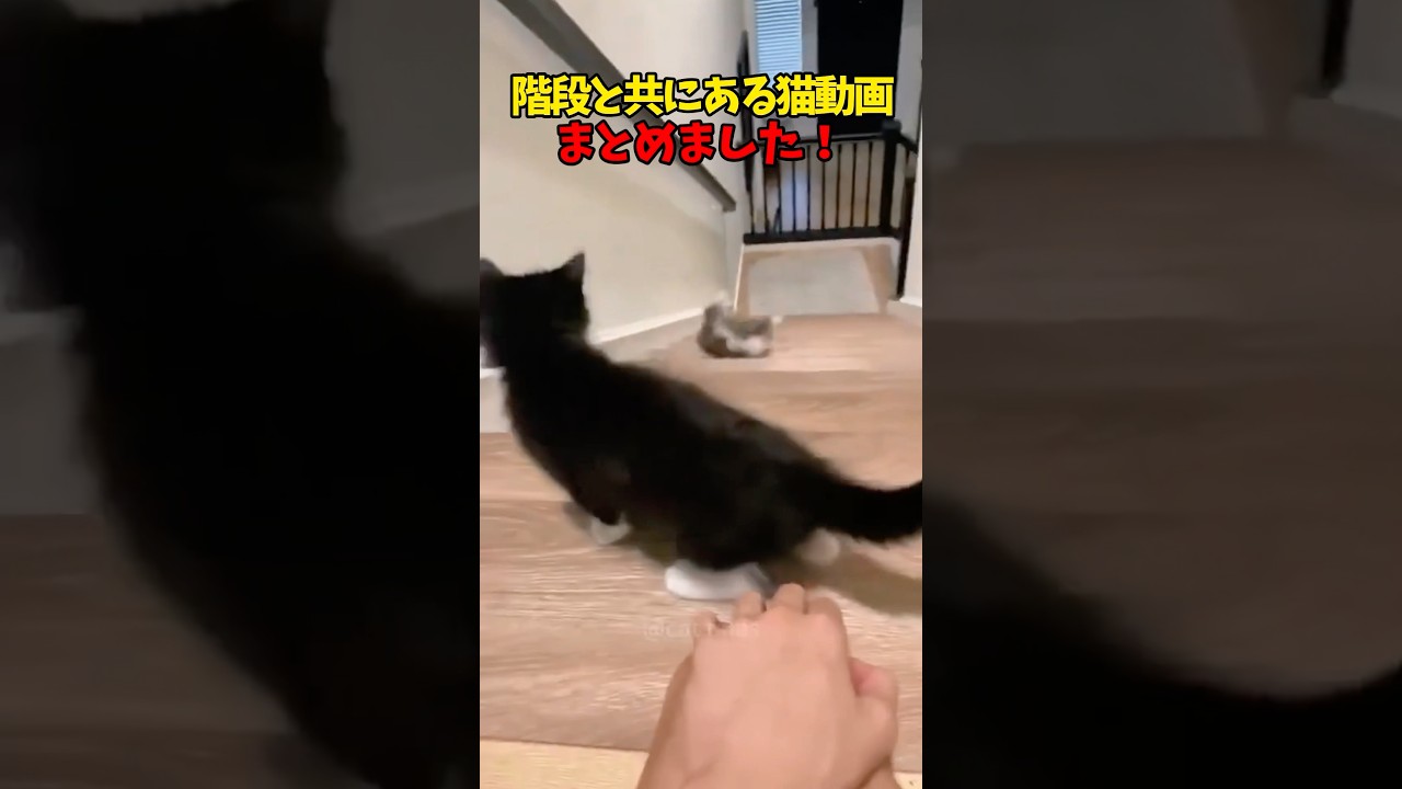 階段と共に… #猫 #cat #cats #cute