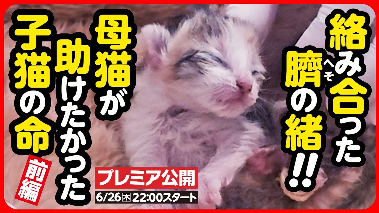 【子猫 保護】へその緒が絡まり、そのままでは消えていたかもしれない小さな命...必死に繋ぎます【前編】