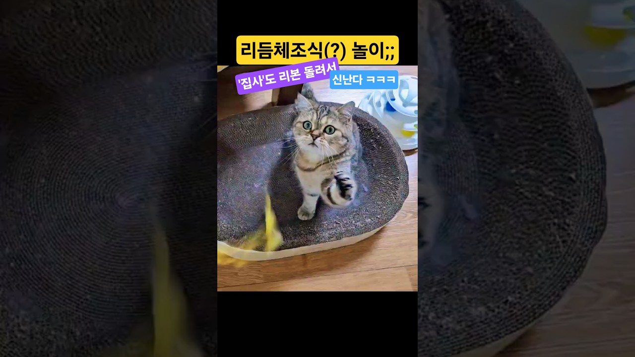 리듬체조식(?) 놀이;;('집사'도 리본 돌려서 신난다ㅋㅋㅋ) #고양이 #고양이장난감 #귀여운고양이 #개냥이 #catlover #애교냥 #고양이가좋아하는장난감 #개구쟁이고양이