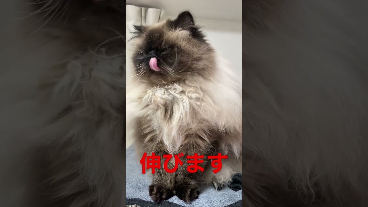 寝起き後の伸びが可愛すぎるたぬき猫 #himarayan  #ヒマラヤン #ヒマラヤン猫 #shorts