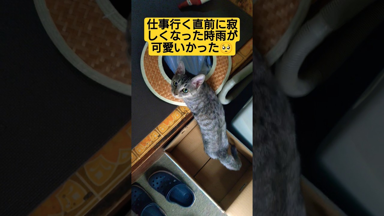 朝の出勤前時雨が寂しくて耐えられなくモモンガと一緒に仕事に行こうとナウシカ乗りしようとするが…阻まれる動画#保護猫 #スフィンクス #猫のいる暮らし ＃時雨