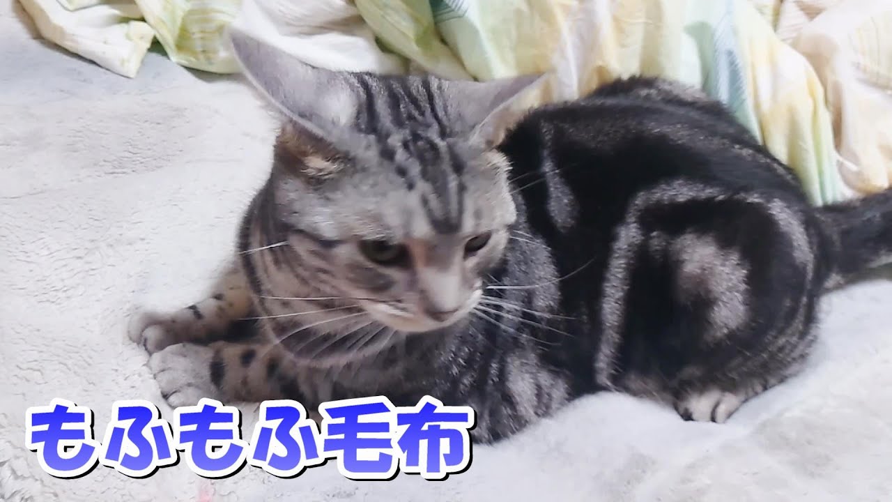 ねこさんのもふもふ毛布！夏の準備（アメリカンショートヘア）