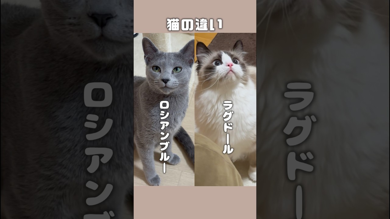 ロシアンブルーとラグドール　#shorts #猫 #ねこ #子猫 #cat #ロシアンブルー #ラグドール #猫のいる暮らし #ネコ